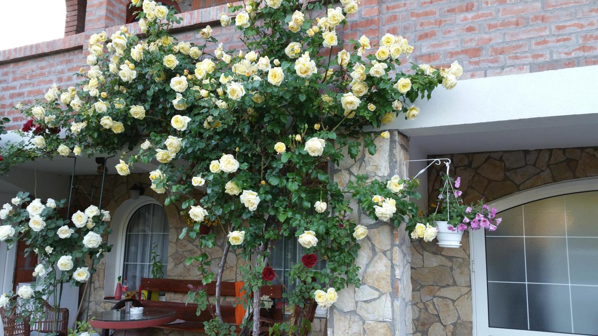 Knez Apartmani Senje Habitación foto